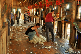 Steam Plains Shearing 022573  © Claire Parks Photography